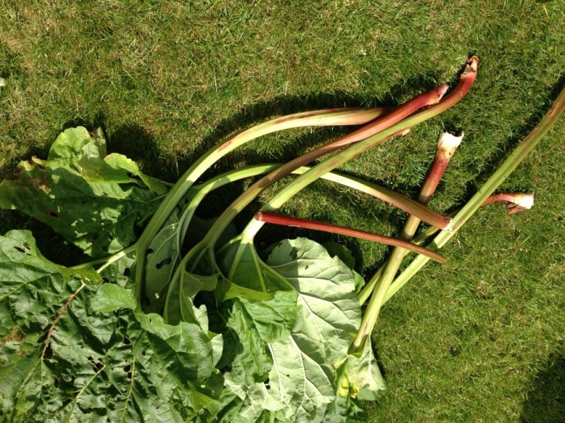 1kg of rhubarb stalks