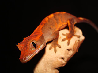 crested gecko