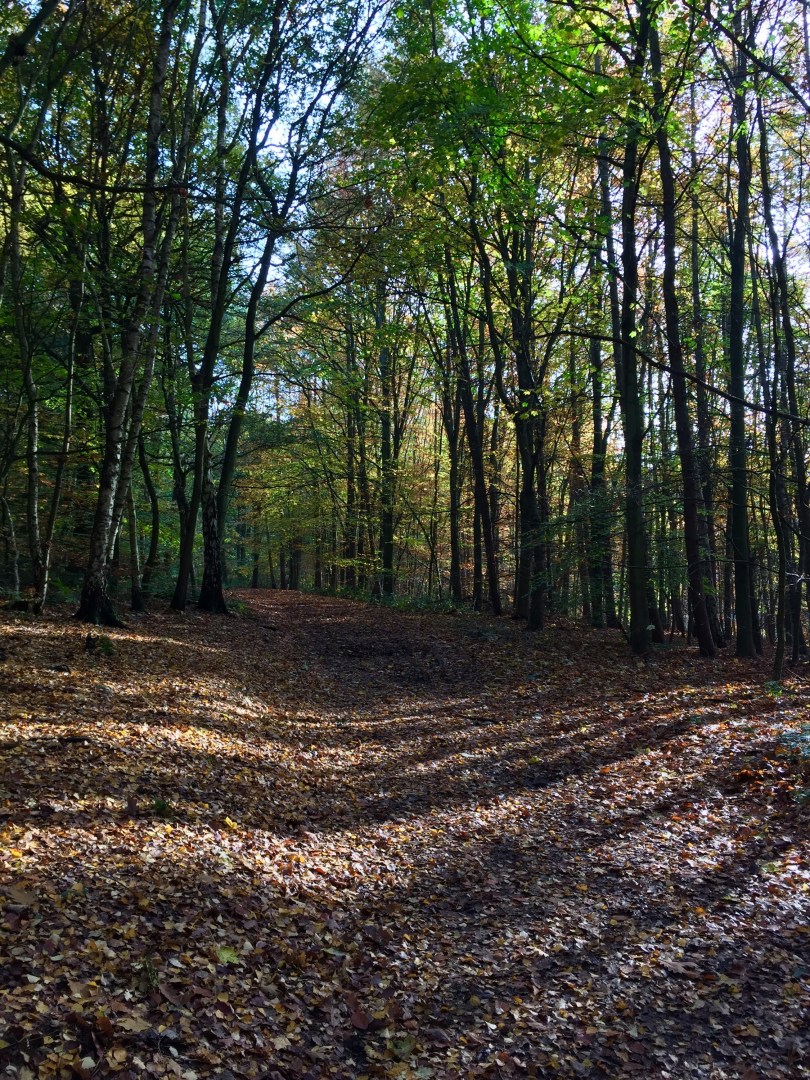 Newmillerdam autumn trees.
