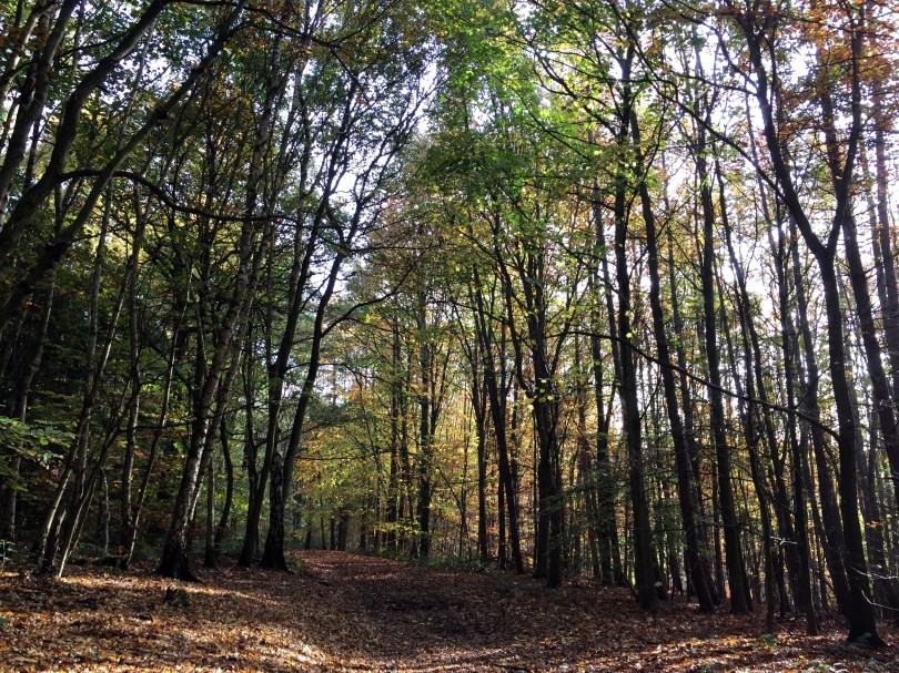 Newmillerdam autumn trees