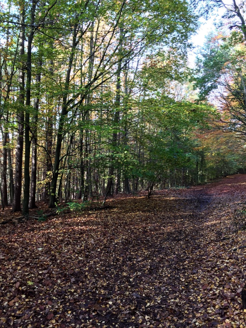 Newmillerdam autumn trees